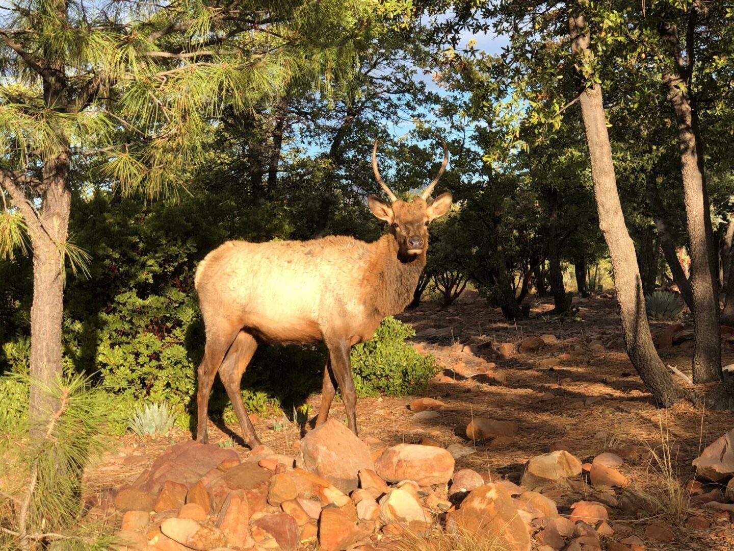 BC Elk